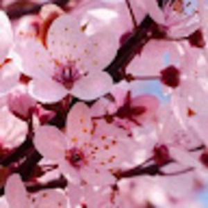 Meet your Posher, Devon